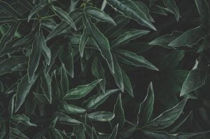 daniel-spase-1057272-unsplash
