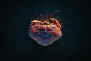 darrell-cassell-1099390-unsplash